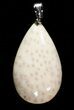 Teardrop Shaped Louisiana Petrified Palmwood Pendant #26913-1